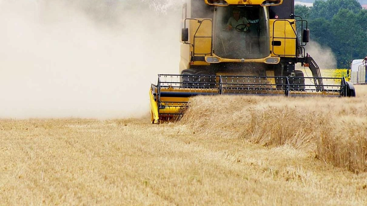 "Maltempo e impennata dei costi". Grano, le incognite sulla produzione