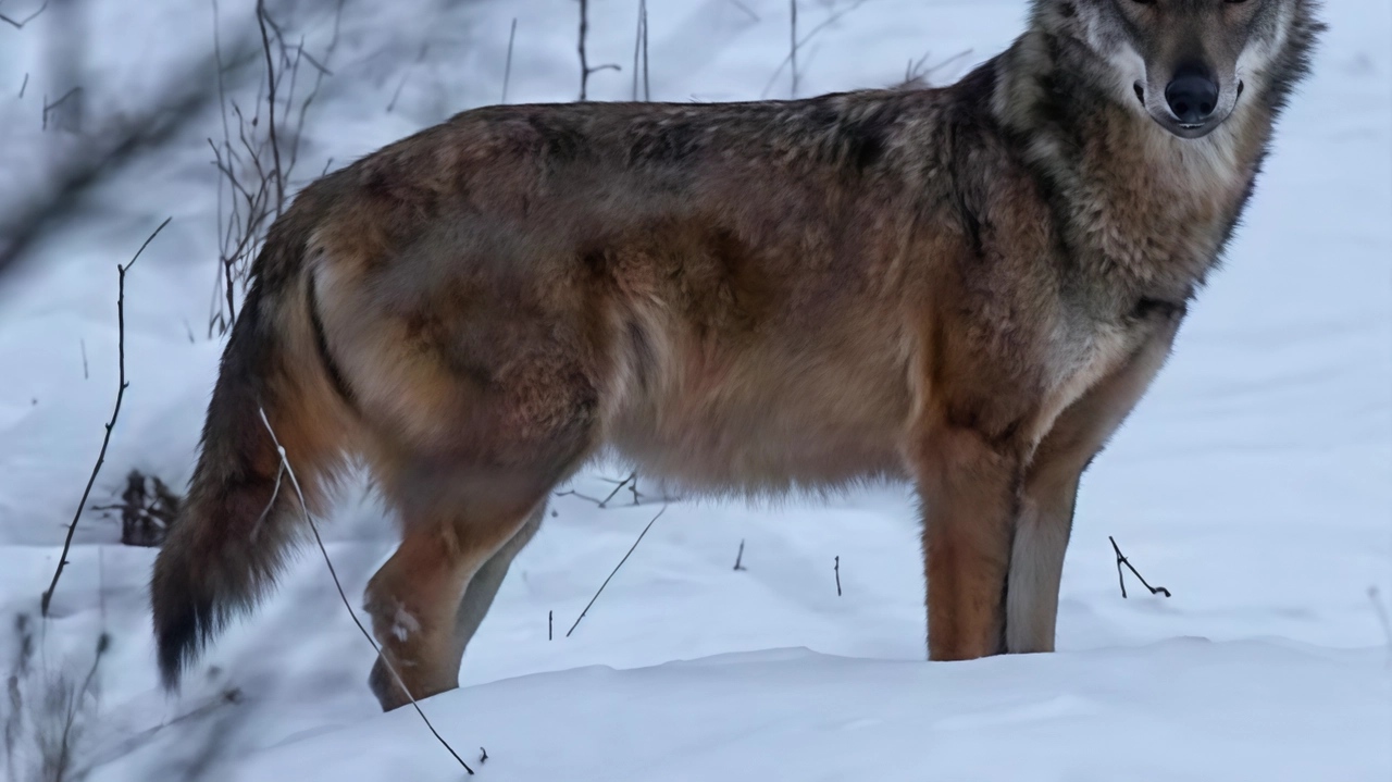 Il Rifugio Trappisa di Sotto ristampa il libro "L'Ultimo Lupo di Strabatenza" per celebrare il ritorno del lupo nell'Appennino tosco-romagnolo. Una iniziativa per preservare la storia e la bellezza di questi animali.