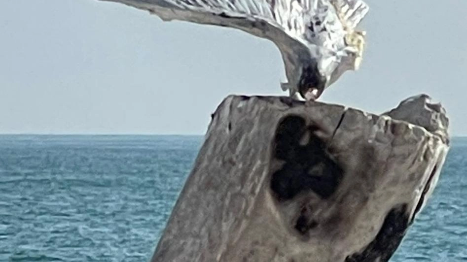 Nuovo atto vandalico danneggia opera artistica lungo il molo di San Benedetto. Dopo il gabbiano di Sgattoni, anche il monumento a Jonathan Livingston colpito. L'artista promette una nuova creazione indistruttibile. Appello alla cittadinanza per contrastare atti criminali.