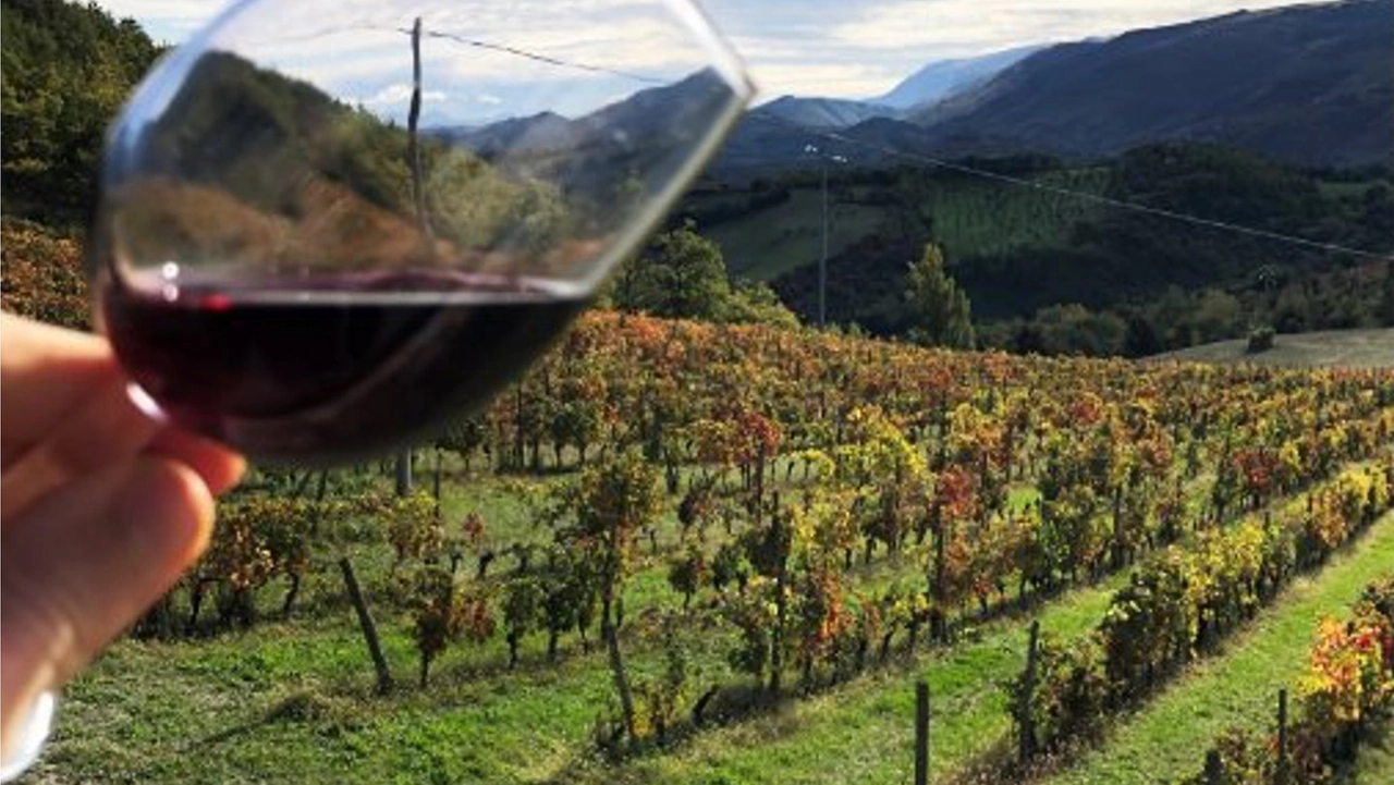 Appassimenti Aperti celebra il vitigno autoctono Vernaccia Nera (foto da Facebook)