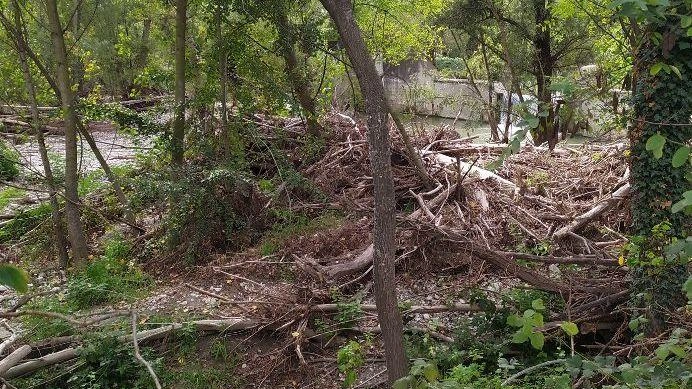 Il botanico Ugo Pellini segnala un accumulo di alberi nel torrente Crostolo, rischiando di ostruire il deflusso d'acqua. Nessun intervento finora, nonostante l'appello per la manutenzione ordinaria e la prevenzione di potenziali danni.