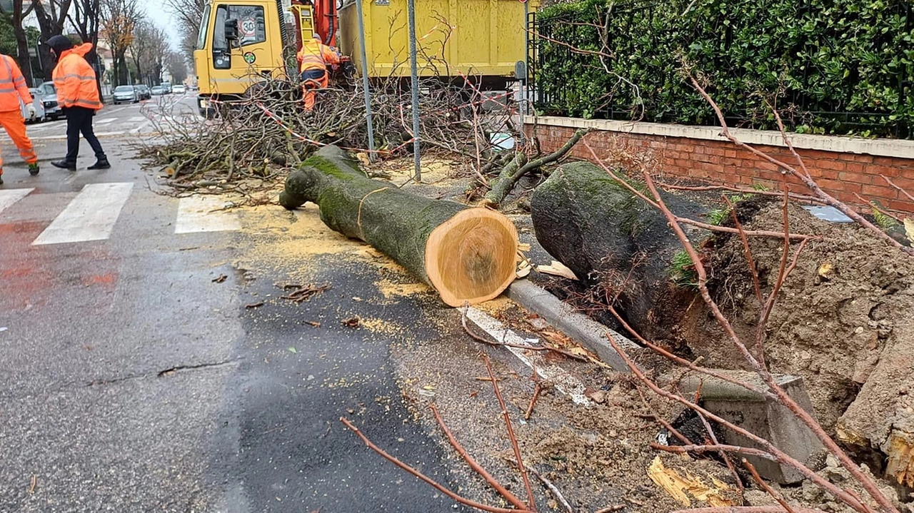 Pino si abbatte sulla cancellata del parco Molaroni e resta in bilico, danni alle macchine ovunque. Traffico in tilt a Borgo Santa Maria nella strada che porta a Urbino per il cedimento di querce.