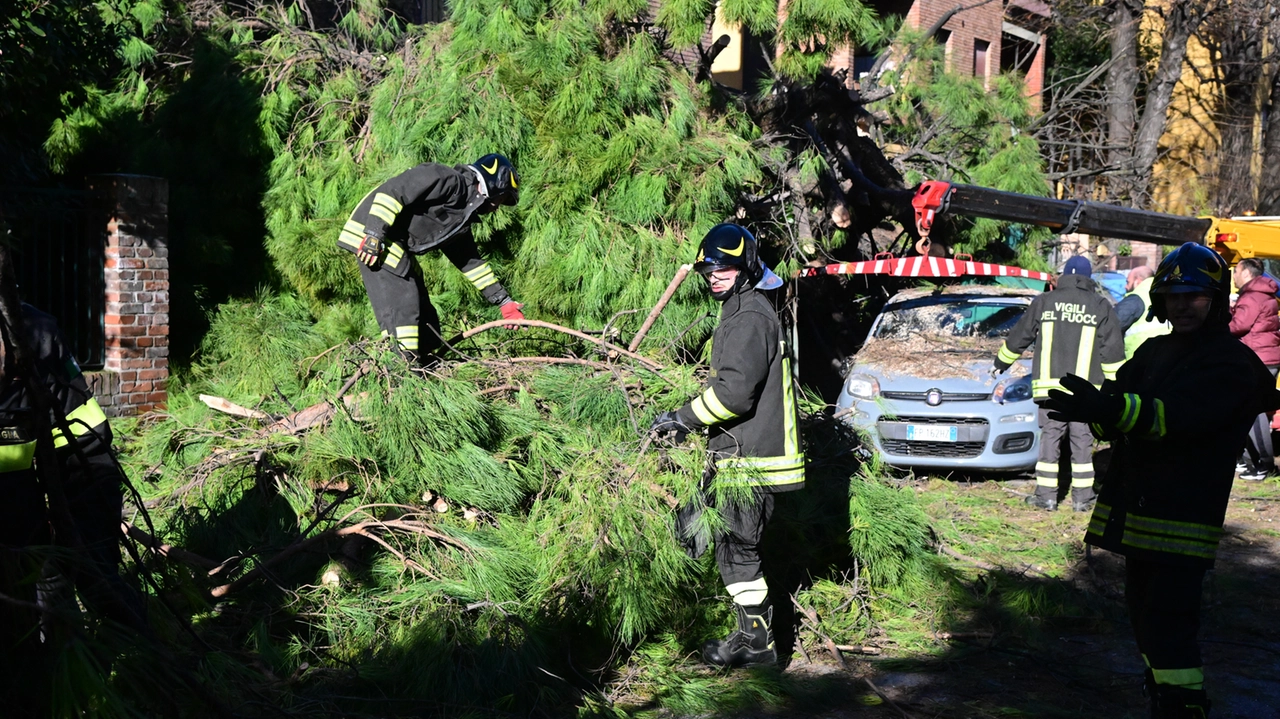 Albero caduto in via Bonafede (foto Schicchi)