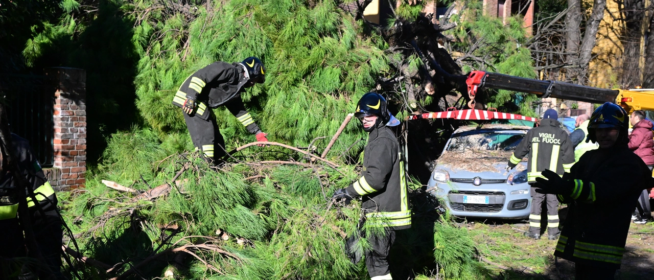 Bologna, albero caduto in via Bonafede a Bologna: attimi di paura