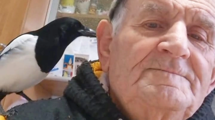 Adriano Gabrielli, 86enne di Terre Roveresche, con la sua inseparabile gazza ladra, di nome Checca, sempre sulla sua spalla