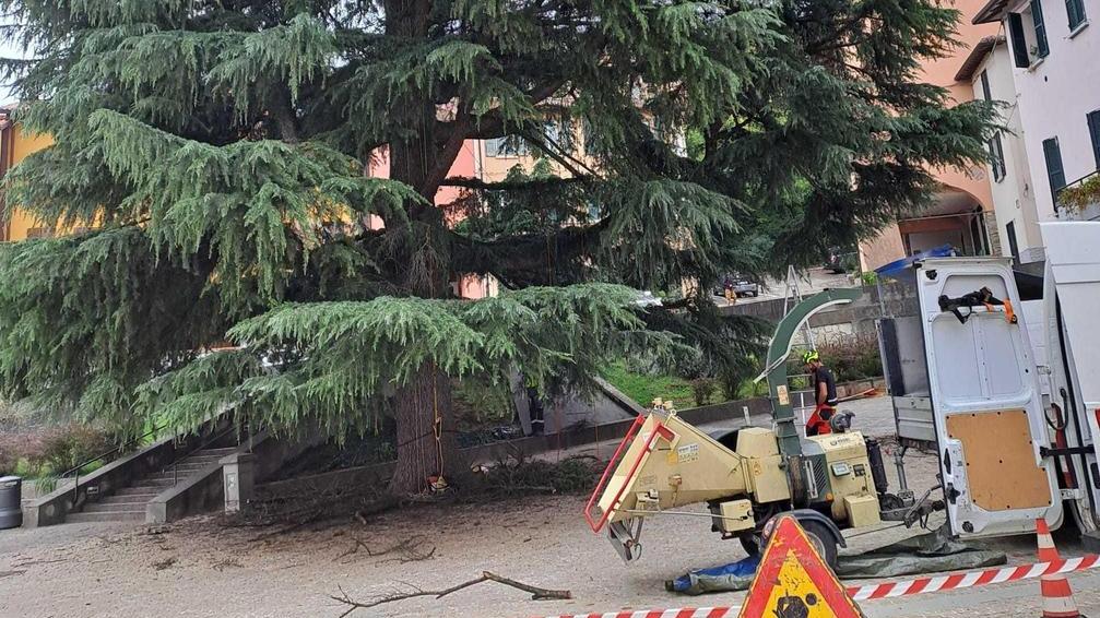 Manutenzione per il cedro in piazza Costa