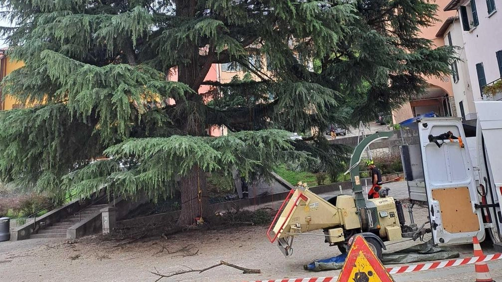 Tempo di manutenzione straordinaria per il grande cedro radicato presso la Piazza Andrea Costa di Tossignano. Nei giorni scorsi, infatti,...