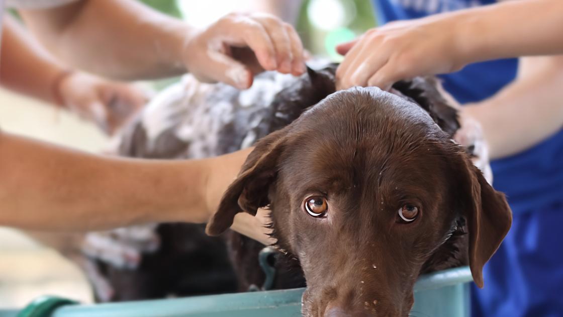 Formart promuove un corso per aprire attività con gli animali