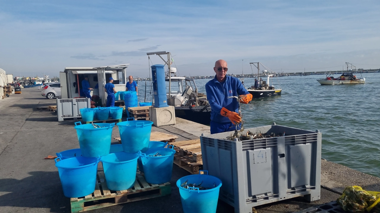 L'area di intervento del piano interessa principalmente il Delta del Po (Polesine e area ferrarese), le lagune e i tratti costieri dell'Alto Adriatico