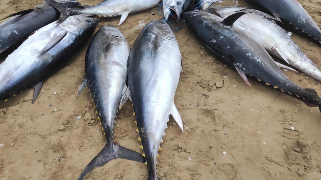 Pesca illegale nel mirino. Mezza tonnellata di tonno sequestrata e distrutta