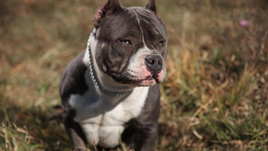 Cane morde a postina al volto: ferita