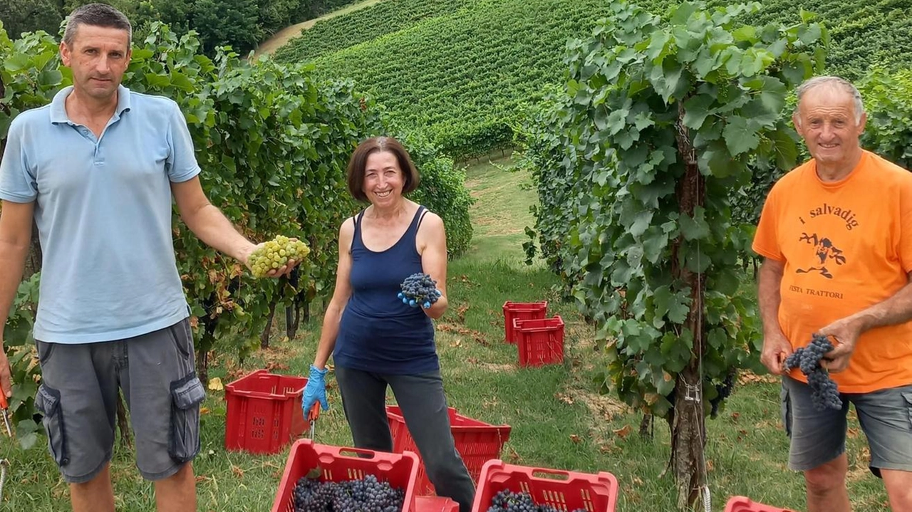 I viticoltori dei Colli bolognesi: "L’andamento meteo, per il nostro settore, è andato benissimo"