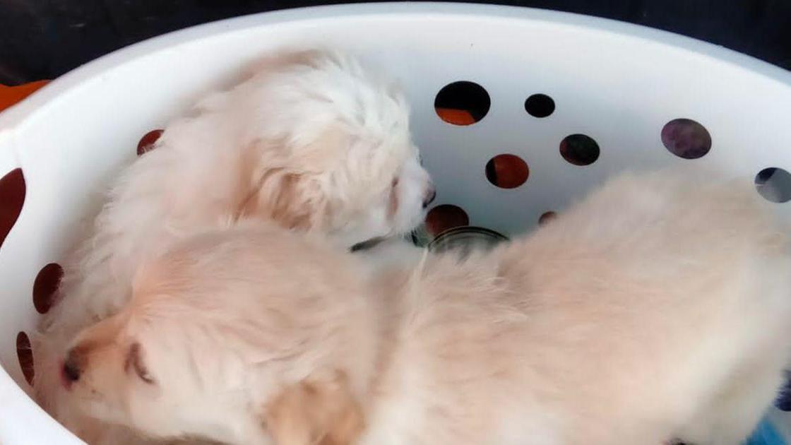 Pollenza, cuccioli abbandonati in campagna. Polizia municipale a caccia dei responsabili