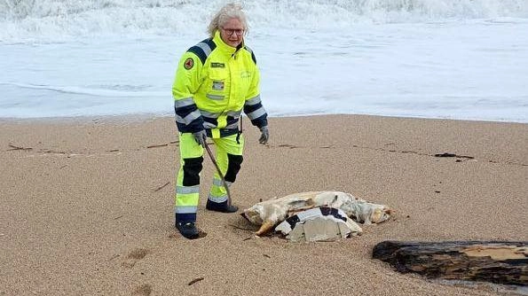 Una grossa tartaruga, ormai priva di vita, è stata rinvenuta ieri mattina sulla spiaggia nord di Porto Recanati. Verso le...