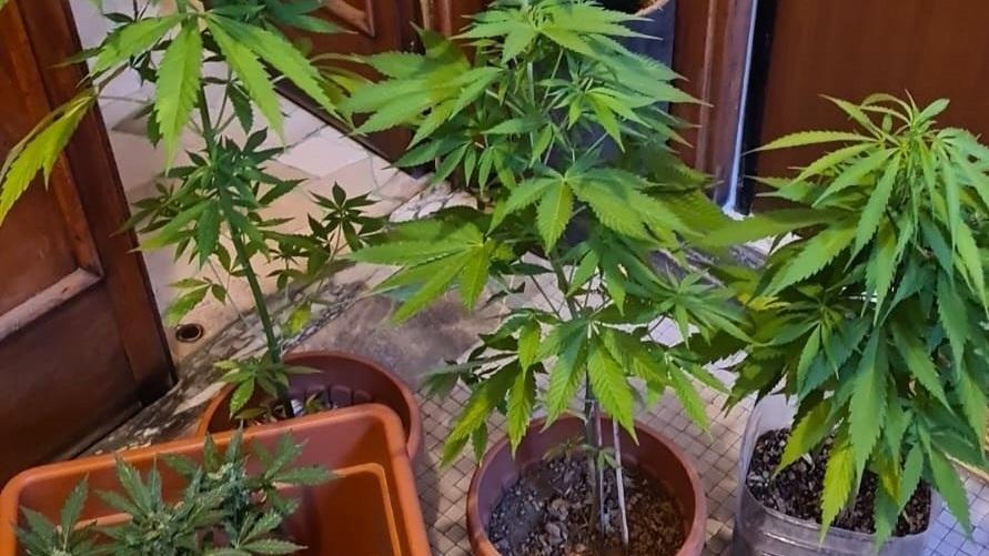 Castelfranco Veneto, 72enne coltivava marijuana in casa: accusato di detenzione a fini di spaccio