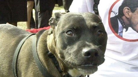 Pitbull ‘molesto’ adottato dalle suore del monastero