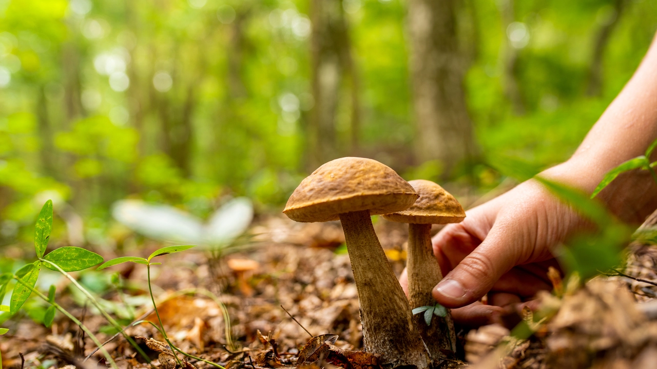 L'uomo era andato a funghi, in compagnia del figlio, ma è caduto in un dirupo ed è rimasto ferito, fratturandosi un braccio (foto generica)