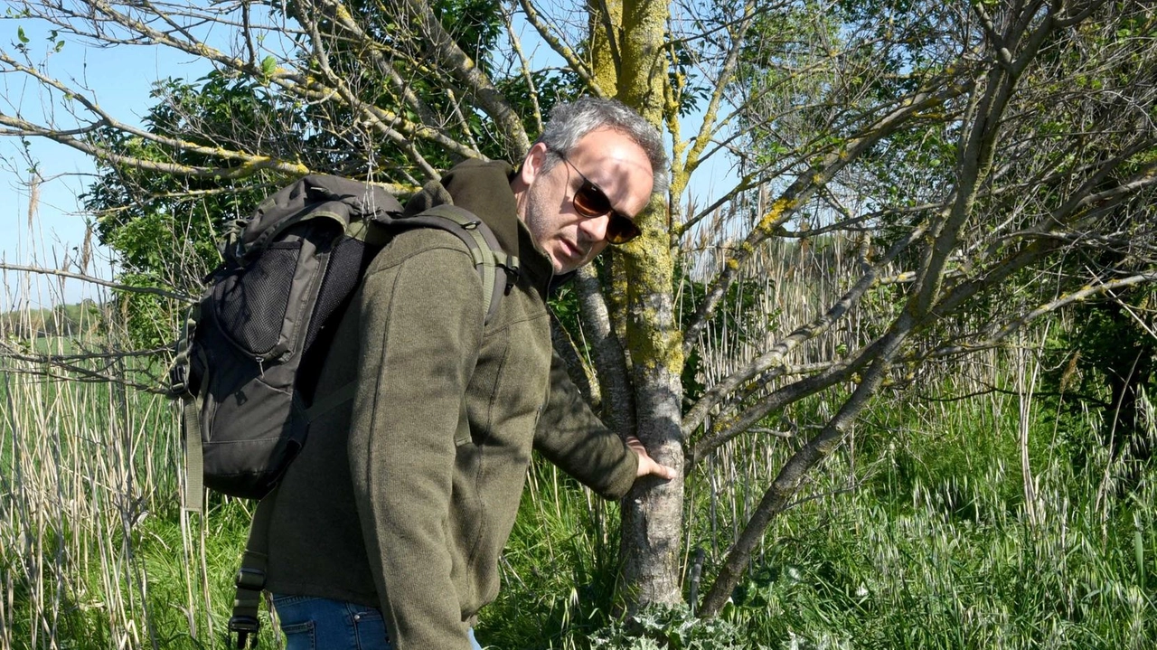 Incontro ravvicinato a Gualdo, agricoltore in auto con un amico riesce a riprenderli per alcuni minuti. Studioso Unife: "Animale estremanente resiliente, il declassamento non è un ’liberi tutti’ ad abbatterli".