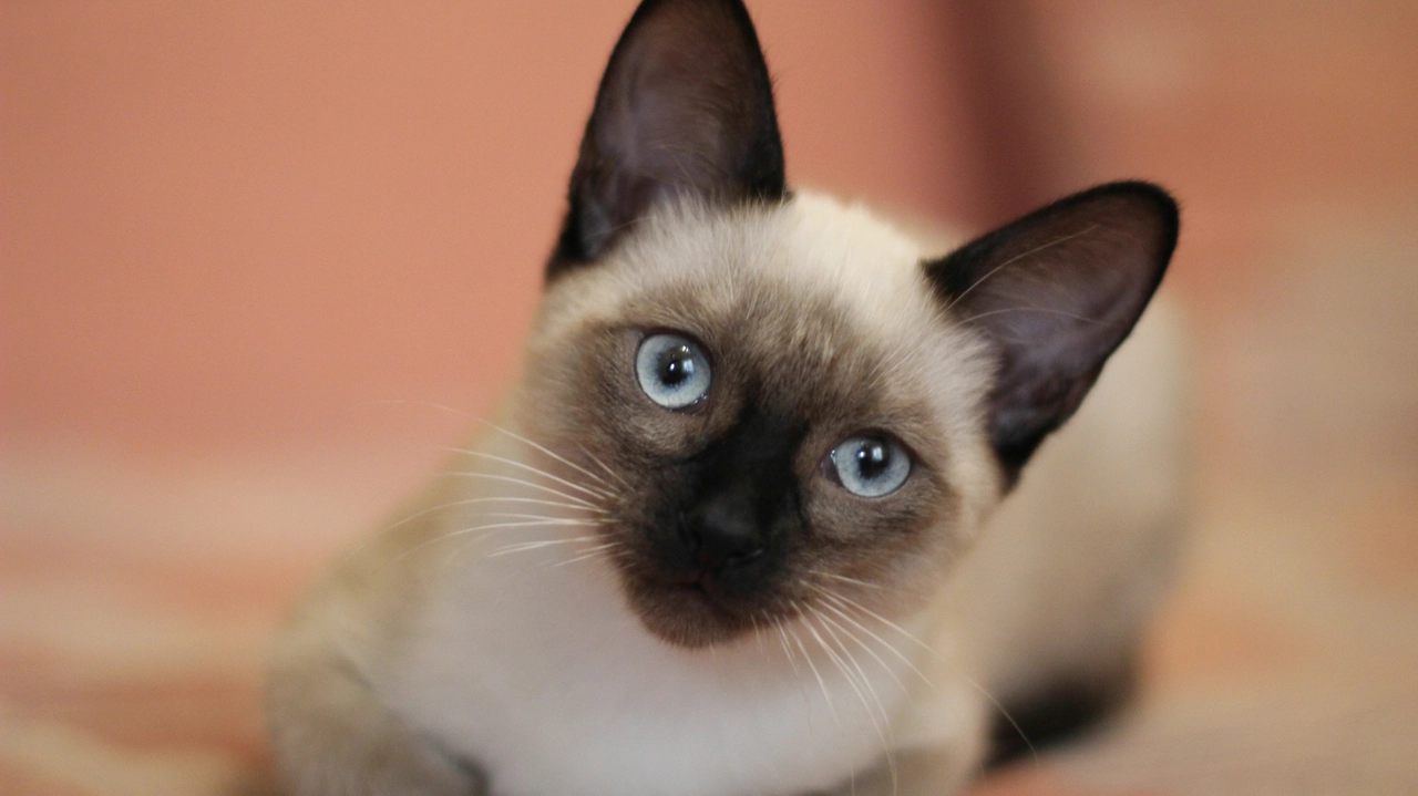 I ladri hanno svaligiato un appartamento: è sparito anche il gatto siamese dalla famiglia