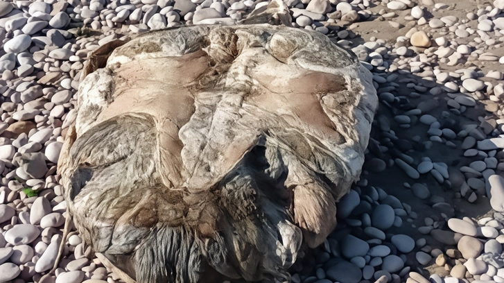 Tartaruga morta in spiaggia