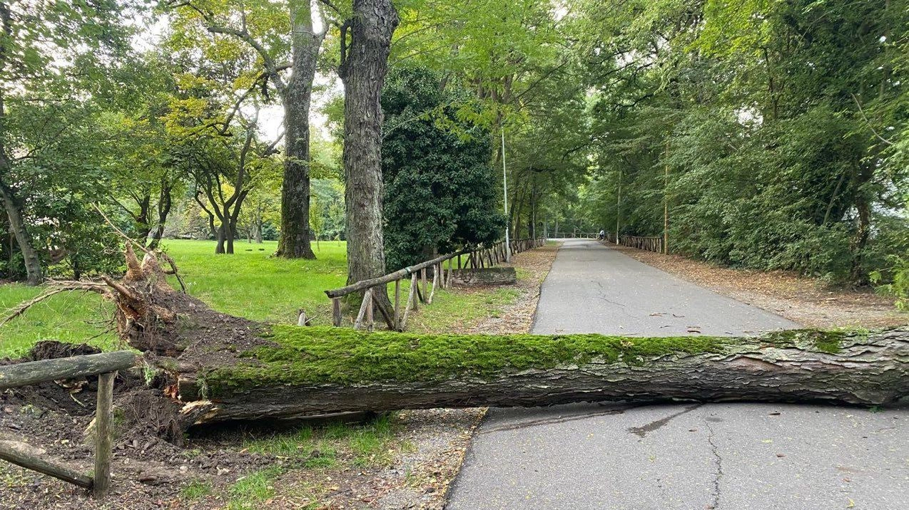 Cade pianta al parco della Chiusa. Tranciati un cavo e una recinzione