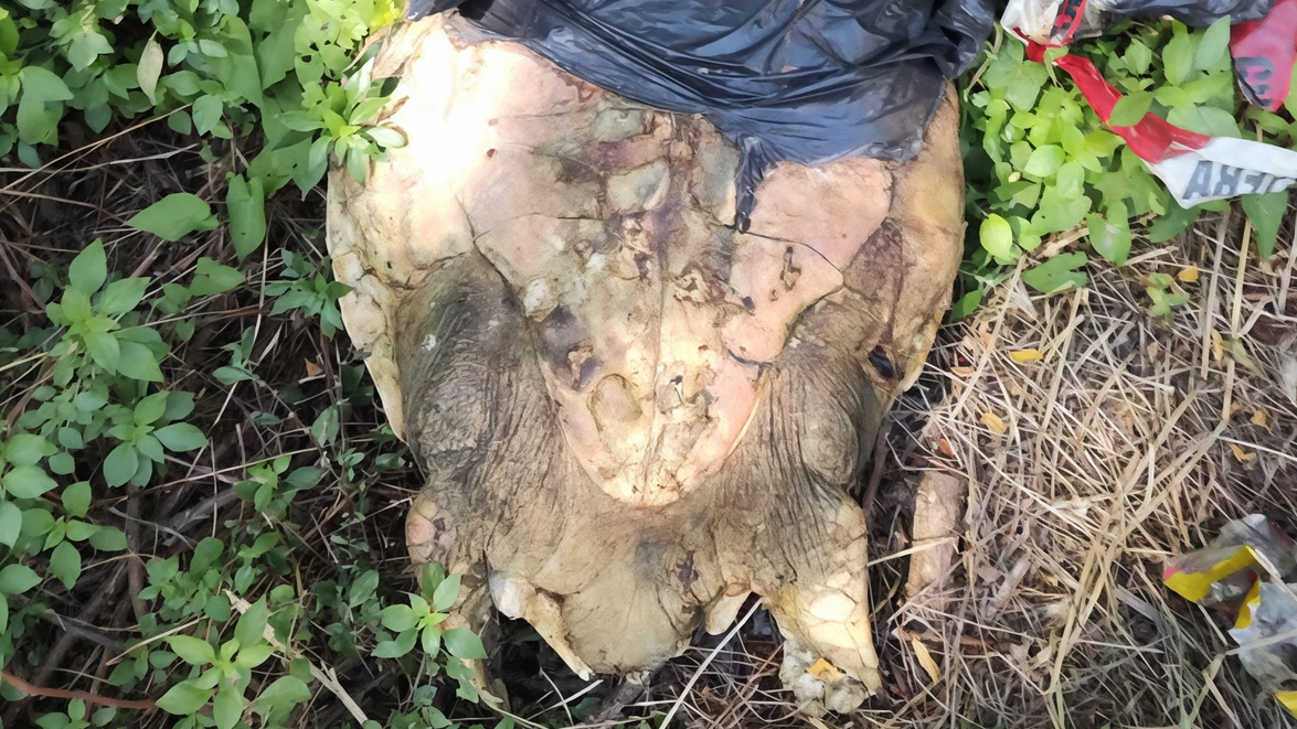 Tartaruga morta trovata abbandonata