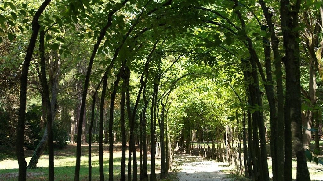 "Il parco delle Terme ha fatto da argine, preserviamo gli alberi"