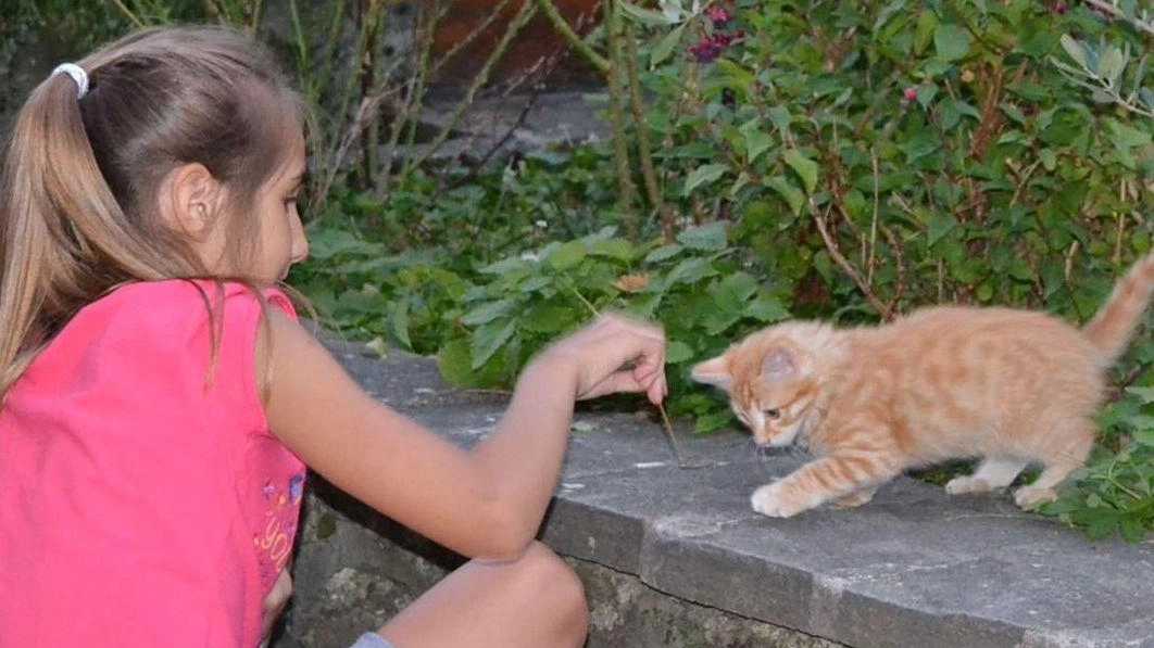 "Sos gatti randagi, volontari lasciati soli"