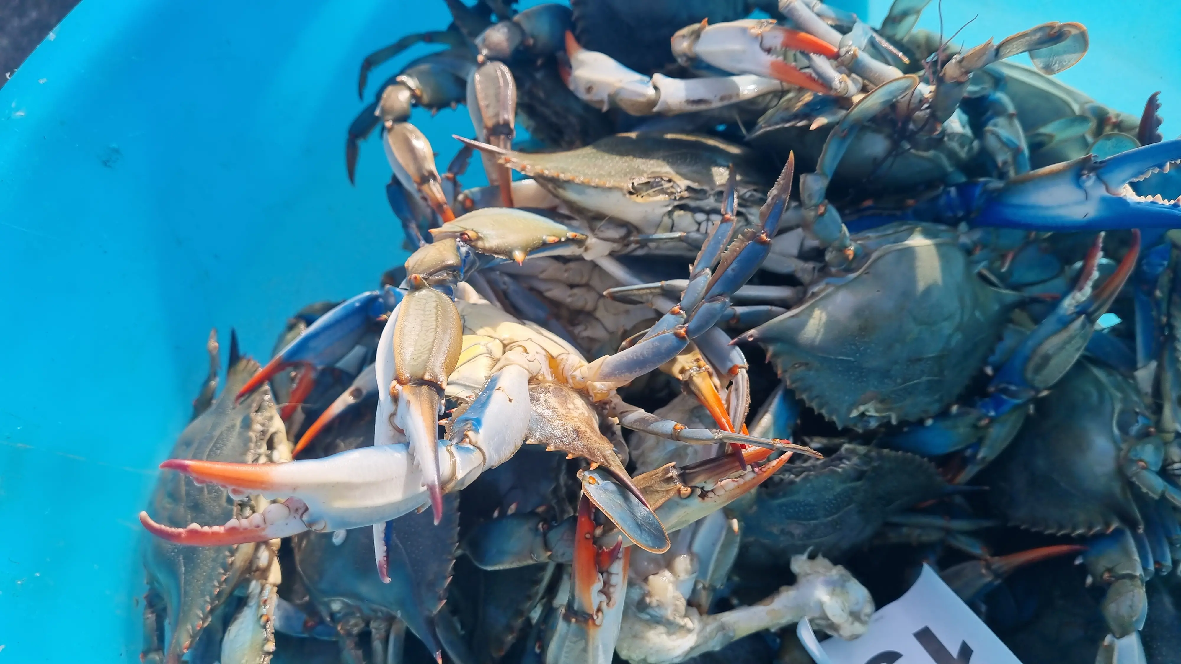 Granchio blu, vongole azzerate. Non c’è più lavoro e i ragazzi tornano a buttarsi sui libri