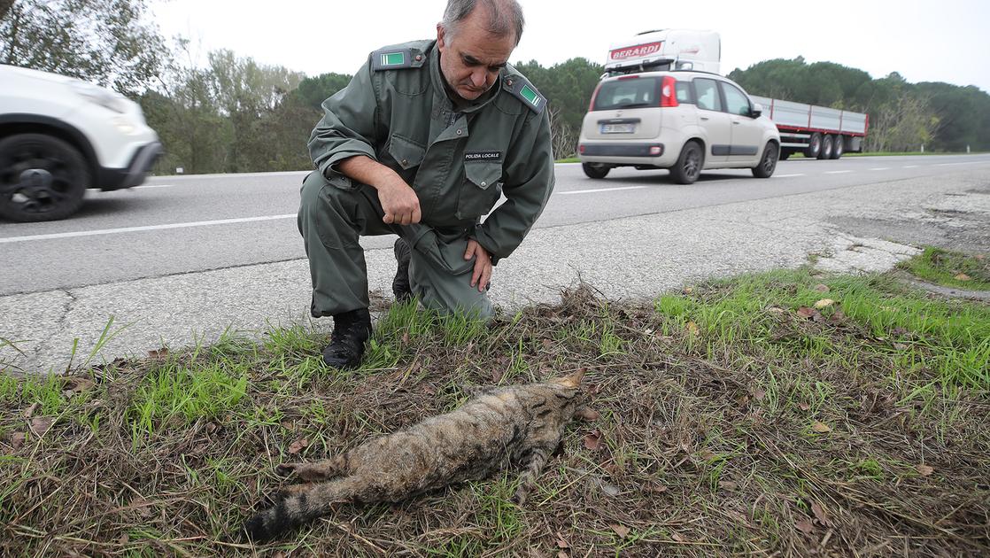 Gatto selvatico, è il primo avvistamento: trovato morto vicino a Mirabilandia