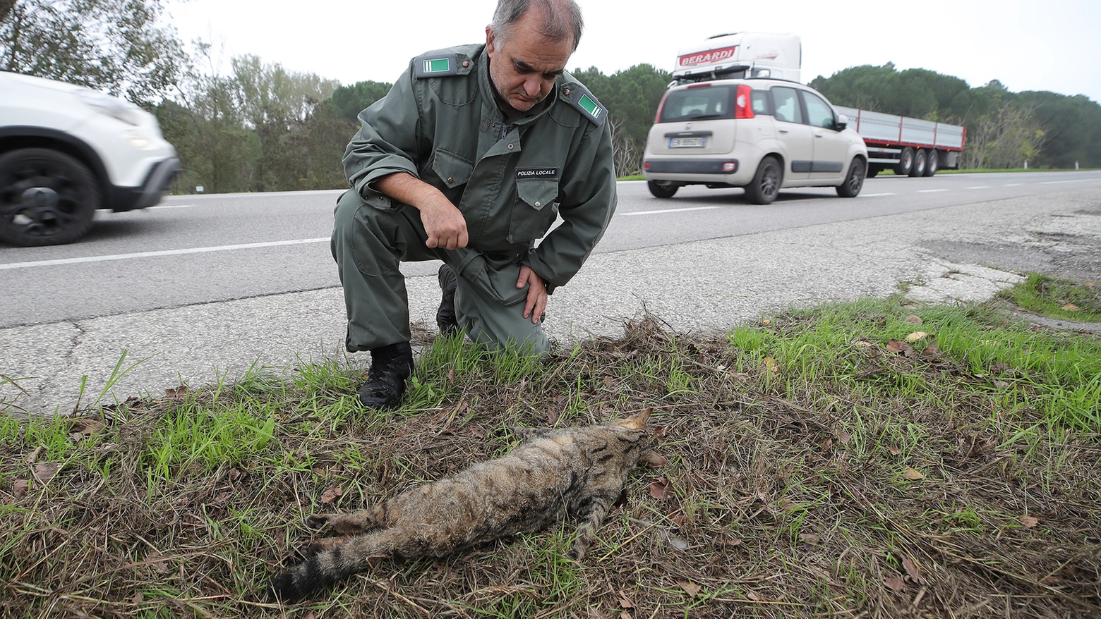 E' la prima occasione, per i naturalisti, di osservare questa specie proveniente dall’area della pineta di Classe. “Finora avevamo avuto solo prove fotografiche della sua presenza: potrebbe essere arrivato qui dall’Appennino, ma non possiamo escludere che sia sempre rimasto ad abitare queste zone”