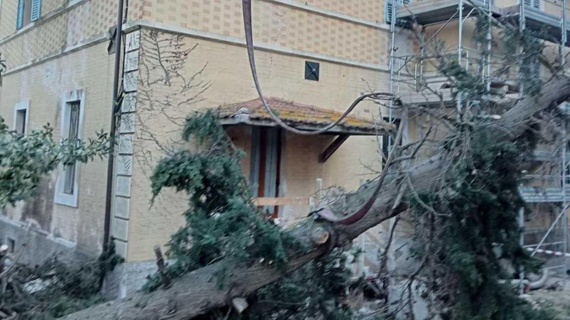 Pino di quindici metri cade su un palazzo e si incastra tra i cavi elettrici