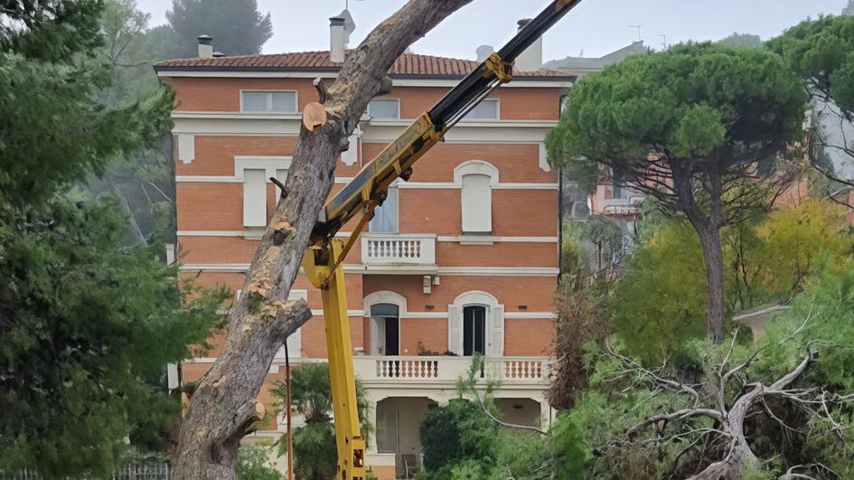 Abbattuto un albero: è polemica. Polita: "Tenuti all’oscuro di tutto"