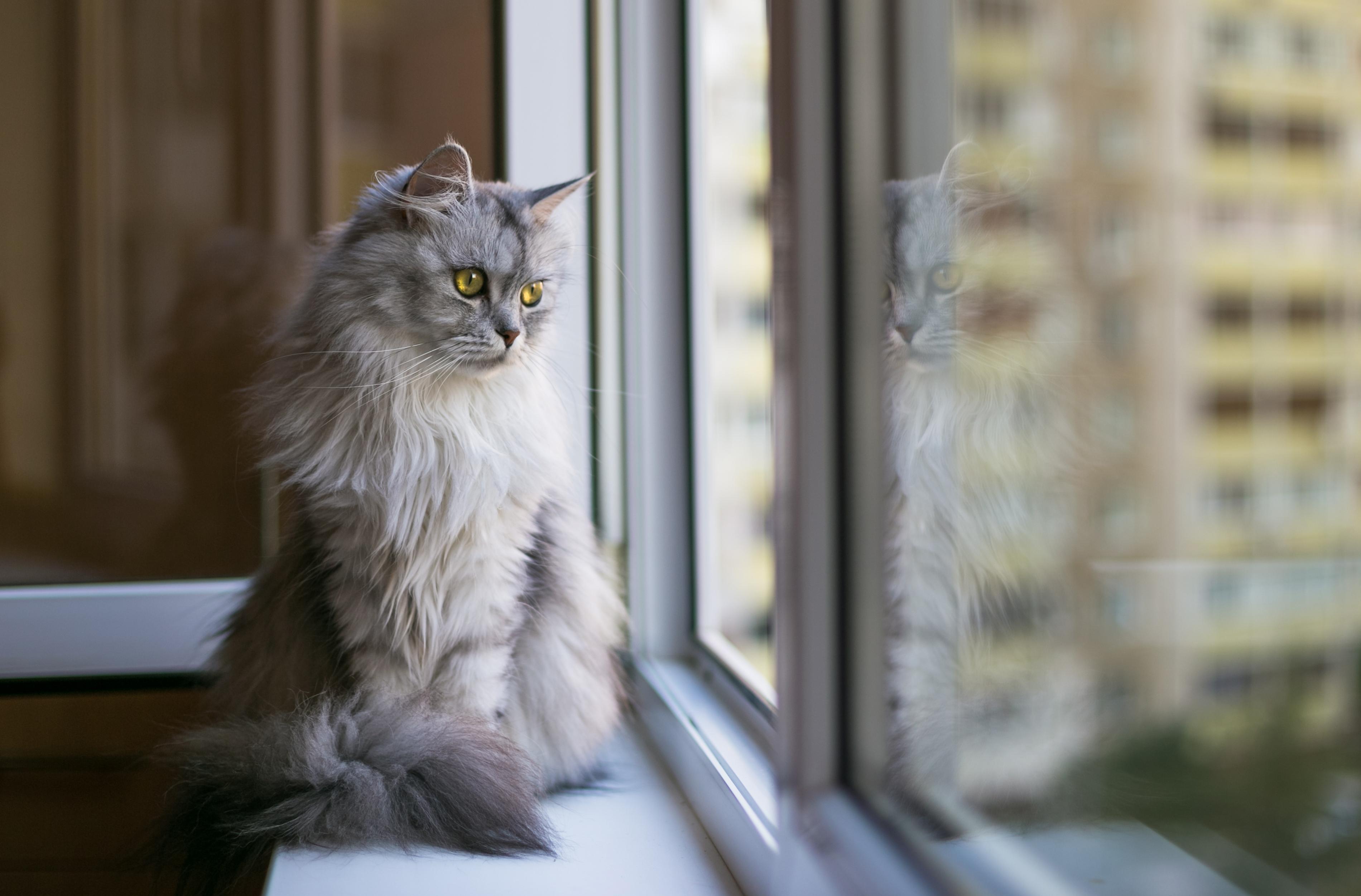 Lancia il gatto dal balcone: denunciata per maltrattamento di animali