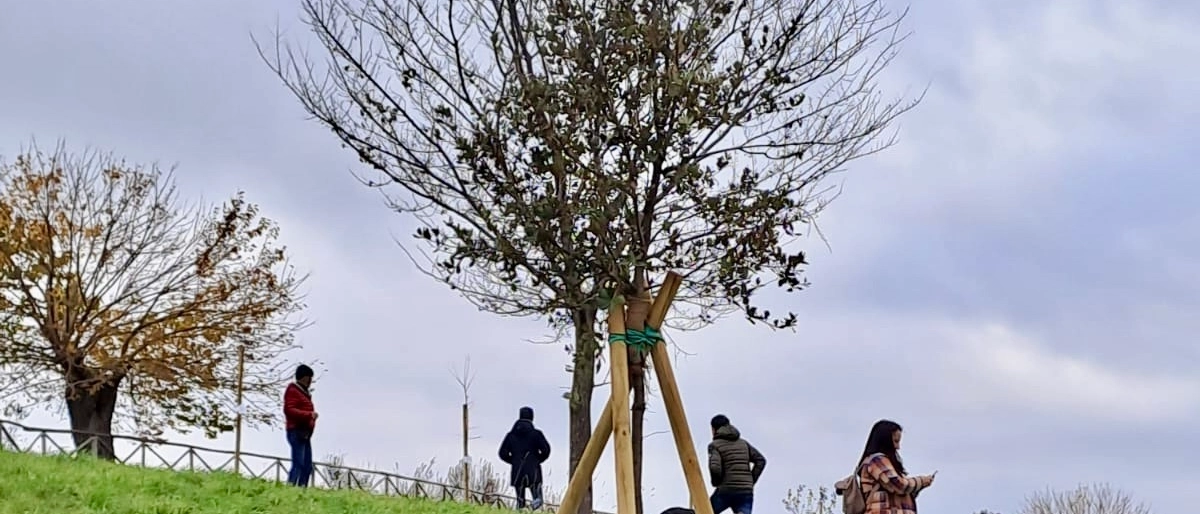 Domenica la consegna simbolica ai 26 bambini nati nel 2023 nel Comune del leccio, gelso o acero loro assegnato, con tanto di targa con il proprio nome e cognome.