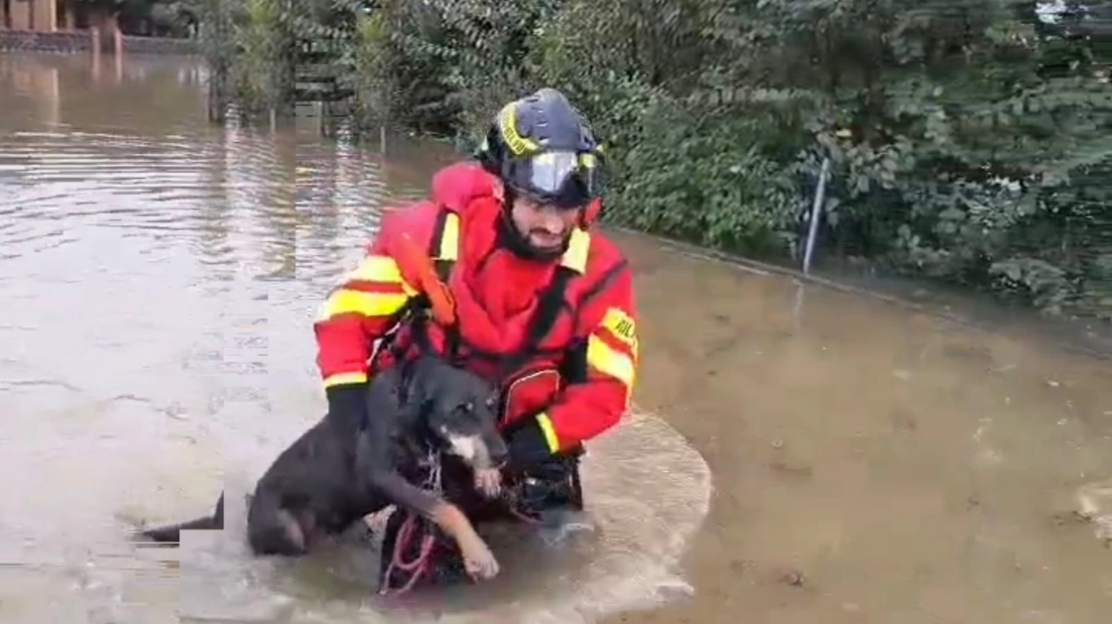 Un vigile del fuoco salva un cane intrappolato a Campegine