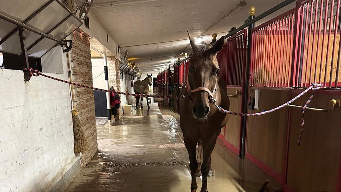 Paura a Botteghino. La scuderia sommersa: "I cavalli sono salvi, ma è tutta una palude"