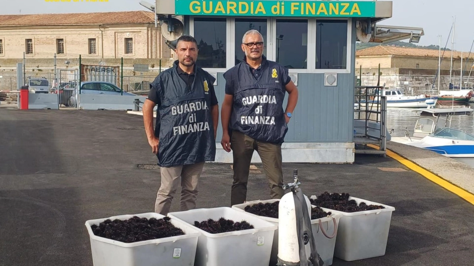 I finanzieri del Reparto Operativo Aeronavale e del Gruppo di Ancona hanno sequestrato i ricci di mare pescati irregolarmente