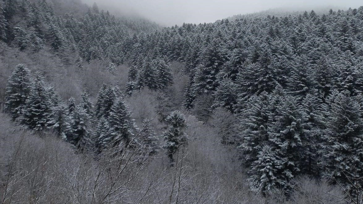 Prima neve sull’Appennino forlivese. In particolare ieri sono stati imbiancati dai fiocchi i crinali del monte Falco ai Fangacci, alla...