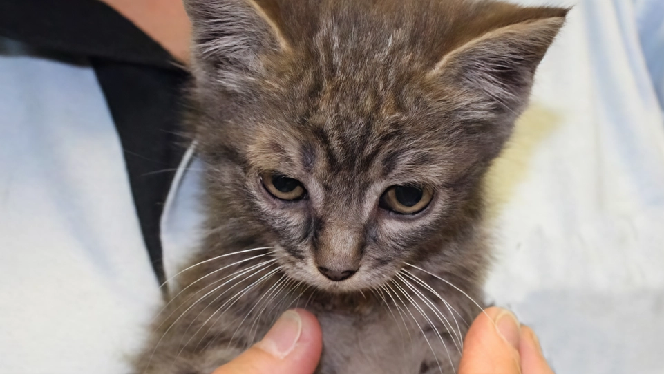 A Fermo preoccupa la moria di gatti a causa di un possibile avvelenamento nella zona di via Leti. I residenti denunciano la situazione drammatica.