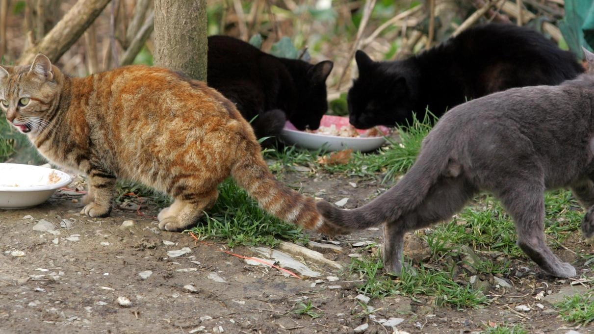 I gatti di una colonia felina in una immagine di repertorio Prosegue l’impegno del Comune in favore delle associazioni a tutela degli animali