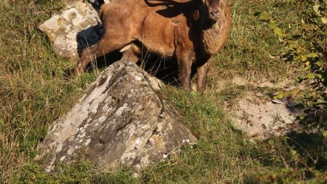 Il Parco Nazionale delle Foreste Casentinesi organizza il censimento annuale del cervo al bramito, coinvolgendo volontari per monitorare la popolazione e avviare la digitalizzazione delle operazioni con il progetto "BramiApp".