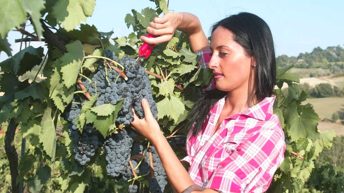 Vendemmia in super anticipo in Emilia Romagna. Confagricoltura, meteo permettendo, fissa il suo inizio già dall'8 agosto. Ecco perché