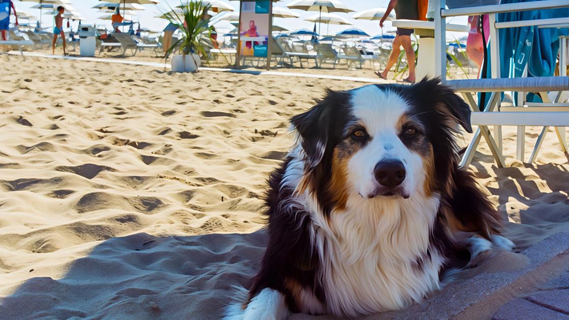 Stop al fumo in spiaggia, via libera ai cani