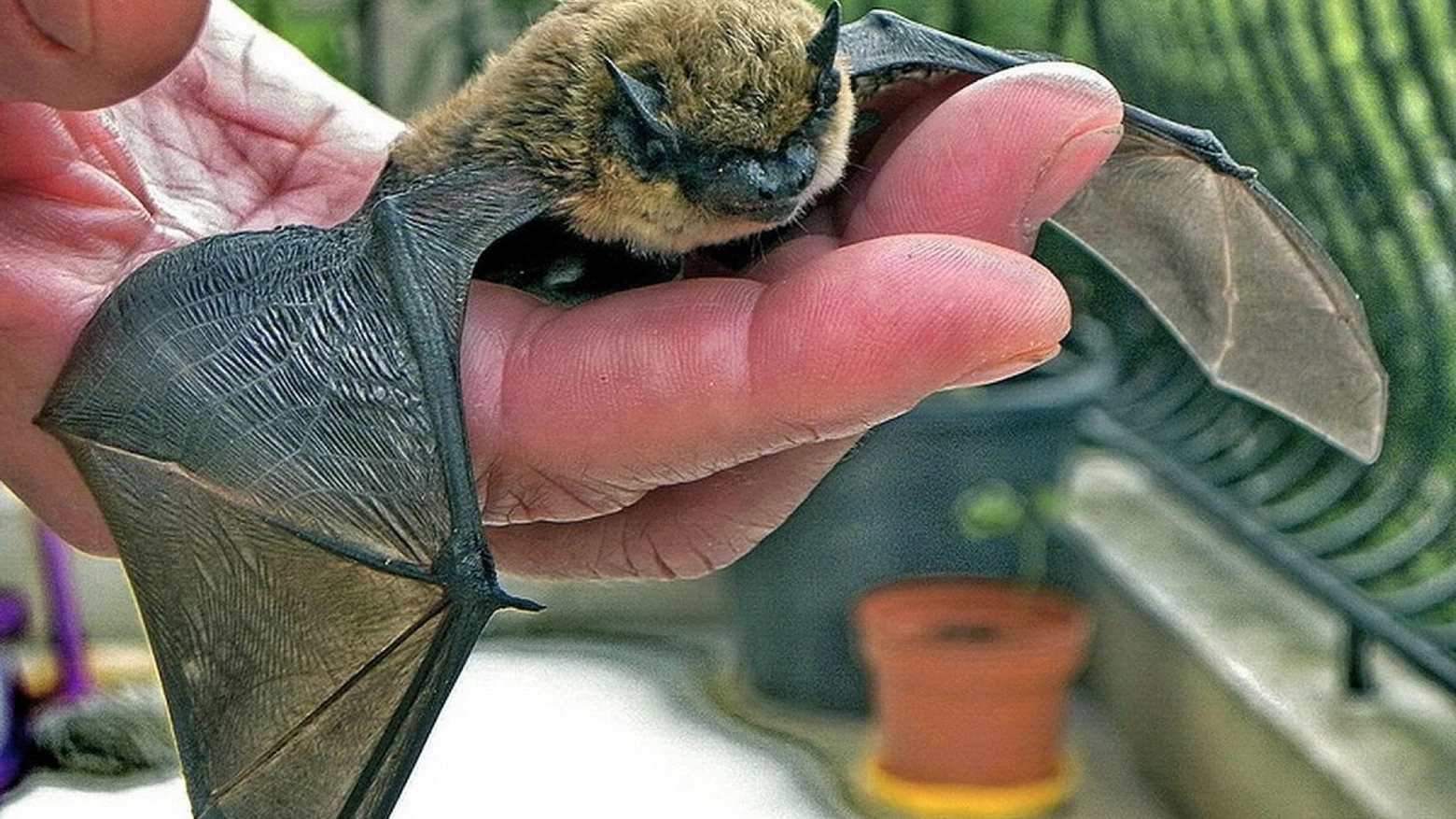 La bambina è entrata in contatto con tre pipistrelli: due morti e uno vivo