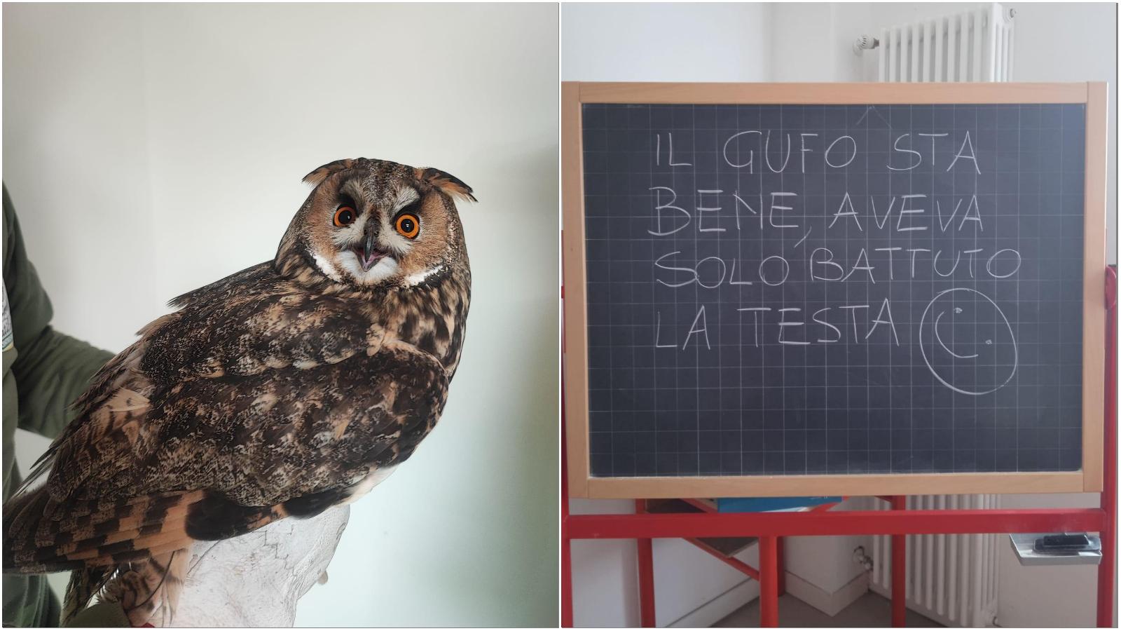 Gufo cade nel cortile della scuola: gli studenti corrono a salvarlo