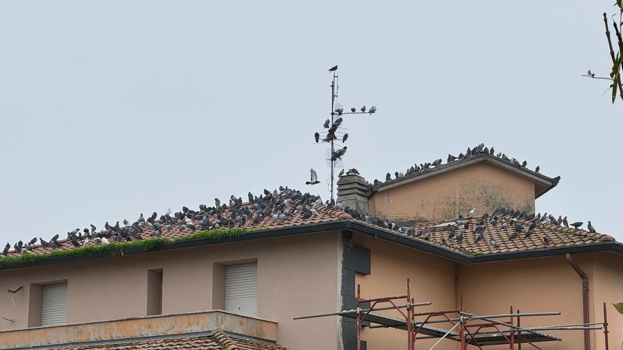 I piccioni assiepati su tetti e antenne di via Braccesca a Piangipane