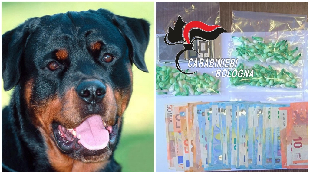 Cane di razza Rottweiler semina il panico nel palazzo, il padrone di 21 anni arrestato per droga