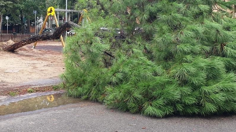 La pianta era nel giardino Montessori e ha invaso la strada davanti alle Marconi. Nessun ferito, ma l’opposizione insorge: "Scarsa manutenzione del territorio".