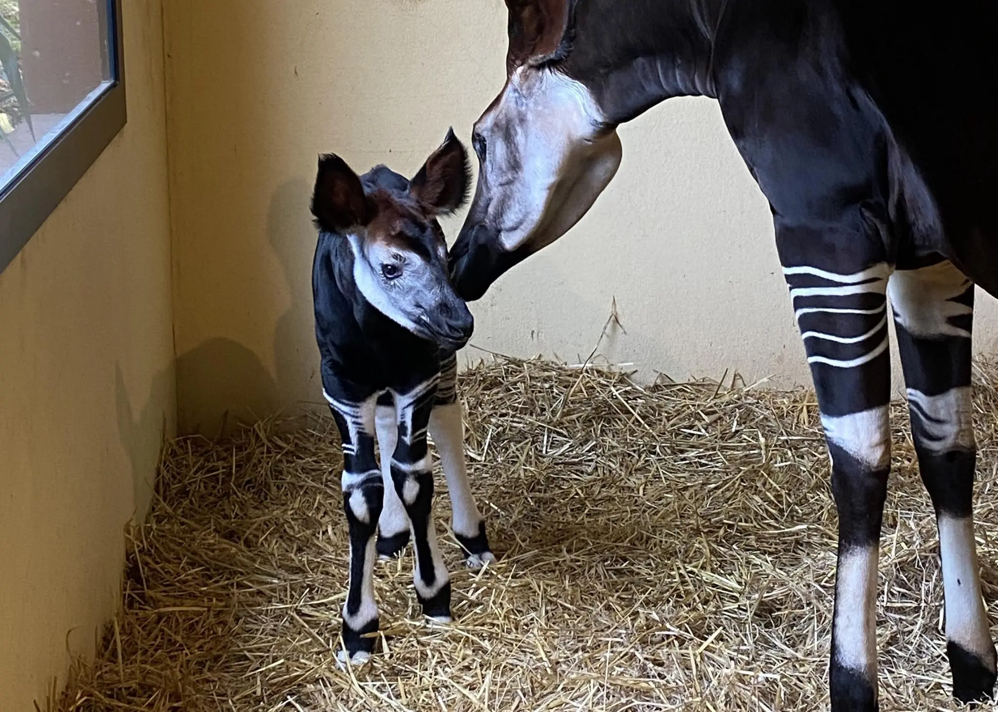 Falconara, festa grande al Parco Zoo: è nato un nuovo Okapi